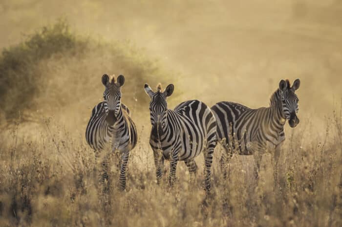 Cedarberg Travel | The Emakoko