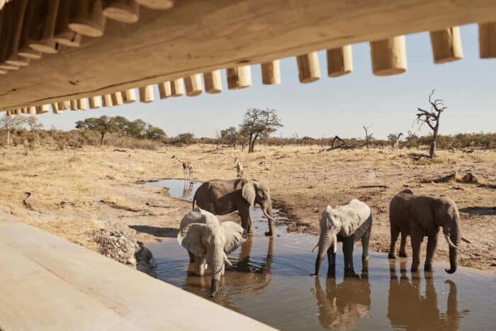 Cedarberg Travel | Belmond Savute Elephant Lodge