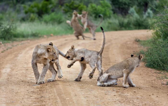 Cedarberg Travel | Royal Madikwe Luxury Safari Lodge