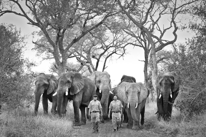 Cedarberg Travel | Jabulani Safari