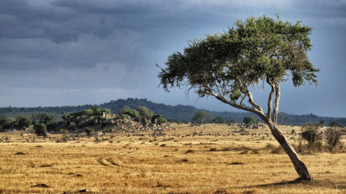 Cedarberg Travel | Alex Walker's Serian - Serengeti North Camp