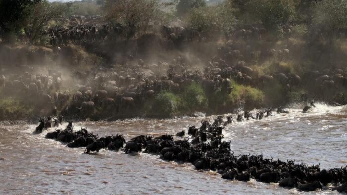 Cedarberg Travel | Alex Walker's Serian - Serengeti North Camp