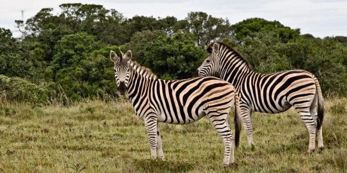 Cedarberg Travel | Amakhala Bush Lodge