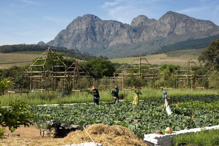 Cedarberg Travel | Babylonstoren Farm Hotel