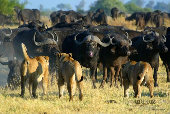 Cedarberg Travel | Duba Plains Camp