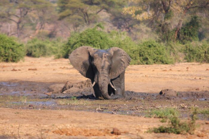 Cedarberg Travel | Elephant Valley Lodge