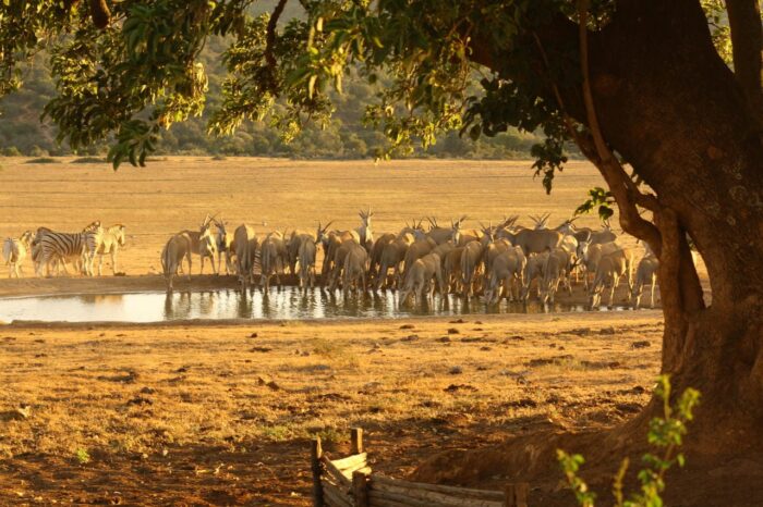 Cedarberg Travel | Gorah Elephant Camp