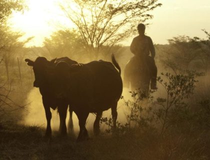 Welgevonden Safari Getaway