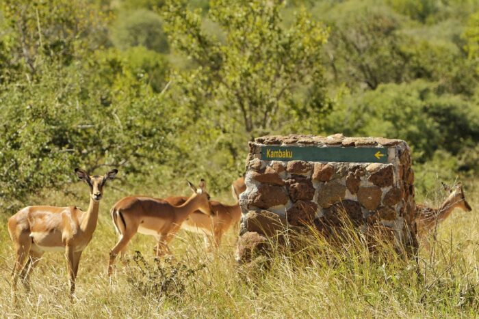 Cedarberg Travel | Kambaku Safari Lodge