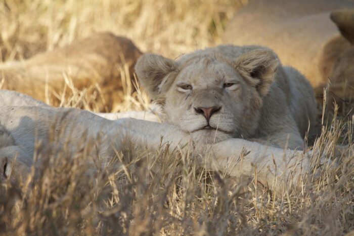 Cedarberg Travel | Kambaku Safari Lodge