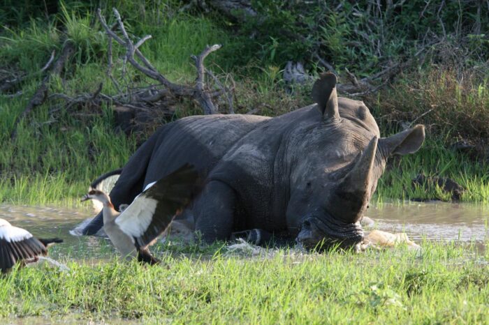 Cedarberg Travel | Kambaku Safari Lodge