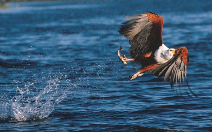 Cedarberg Travel | Eastern Cape Safari at Kariega