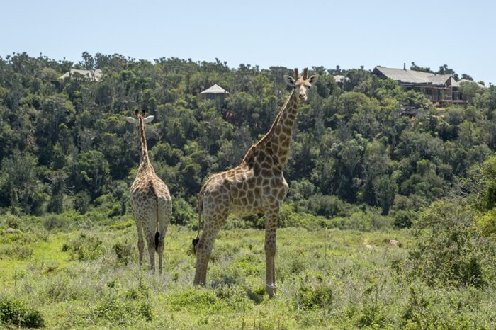 Cedarberg Travel | Kariega Settlers Drift Lodge