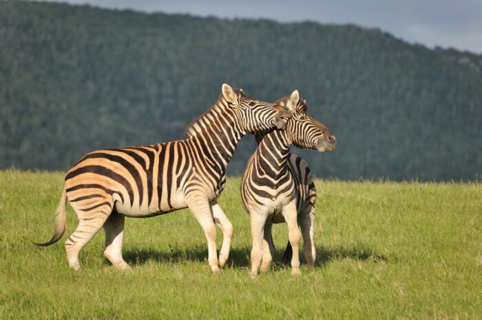 Cedarberg Travel | Kariega Ukhozi Lodge