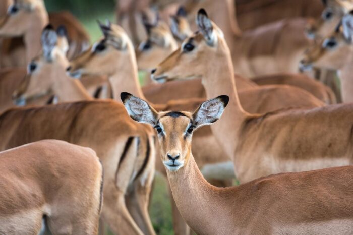 Cedarberg Travel | King's Pool