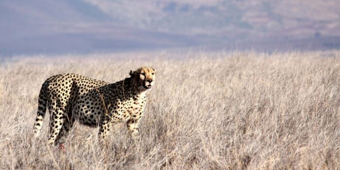 Cedarberg Travel | Kenyan Exploration Fly-in Safari