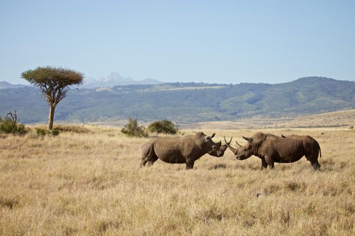 Cedarberg Travel | Elewana Lewa Safari Camp