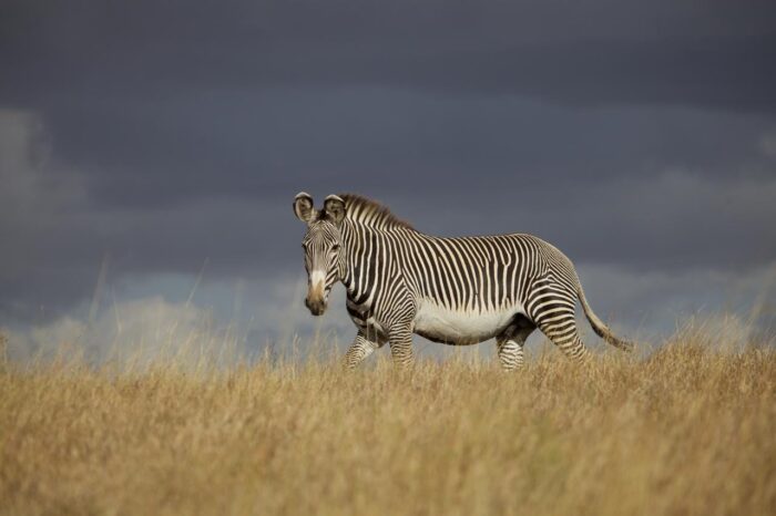 Cedarberg Travel | Elewana Lewa Safari Camp