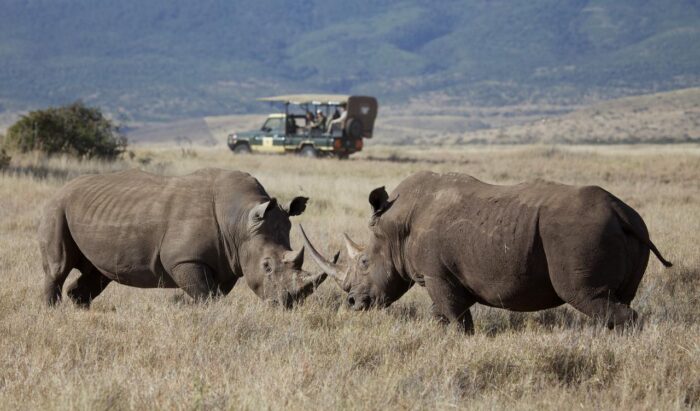 Cedarberg Travel | Elewana Lewa Safari Camp