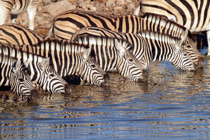 Cedarberg Travel | Little Ongava