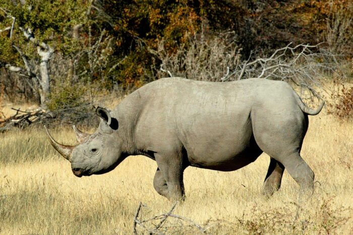 Cedarberg Travel | Little Ongava