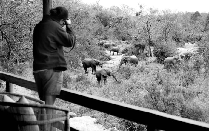 Cedarberg Travel | Londolozi Founders Camp