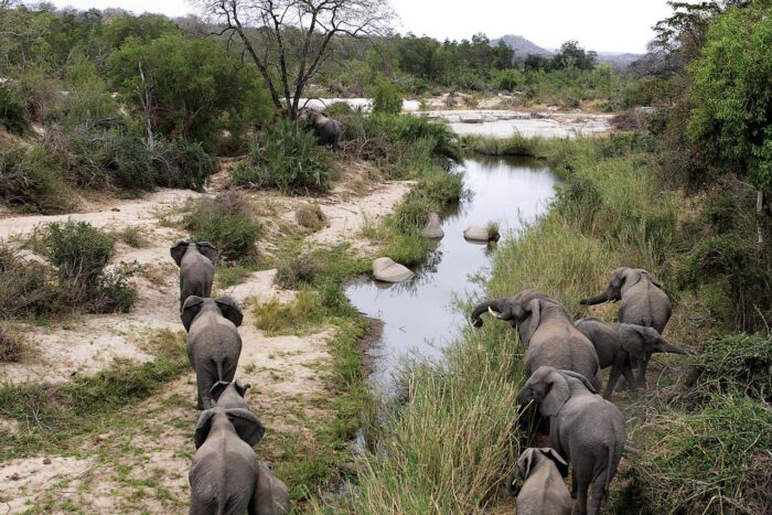 Cedarberg Travel | Londolozi Founders Camp