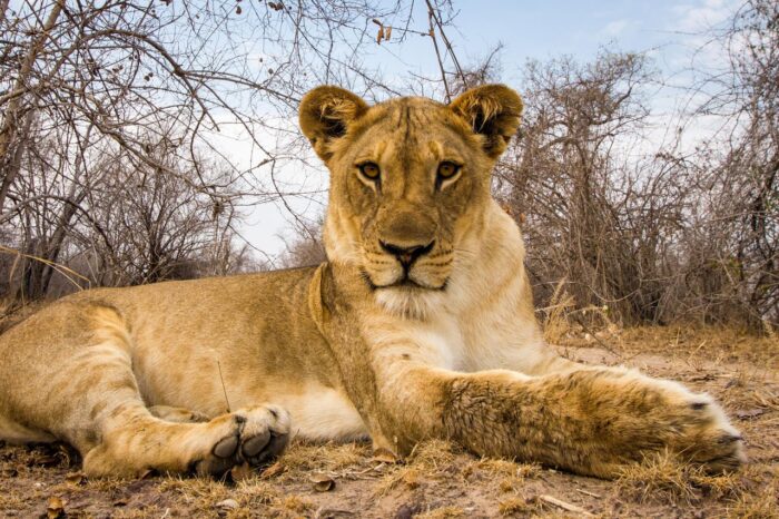 Cedarberg Travel | Luwi Bush Camp