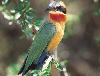 5 Reasons to stay on the Drakensberg Escarpment after a Kruger safari