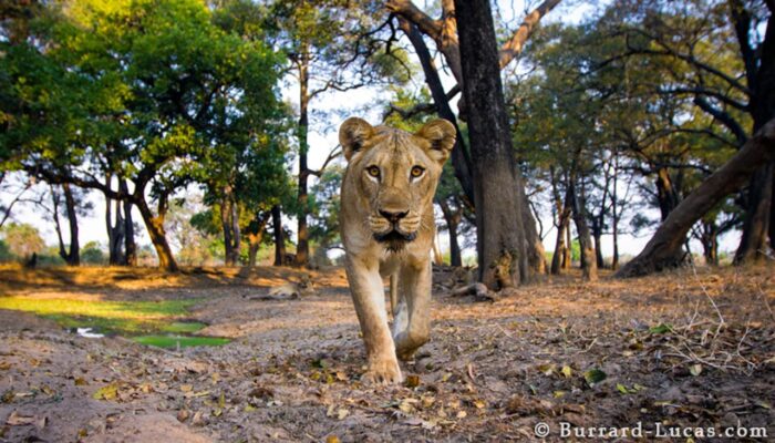 Cedarberg Travel | Mchenja Bush Camp