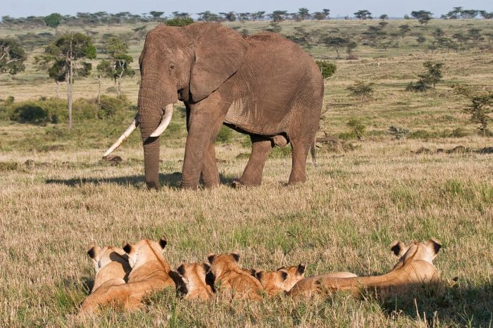 Cedarberg Travel | Ngare Serian Camp