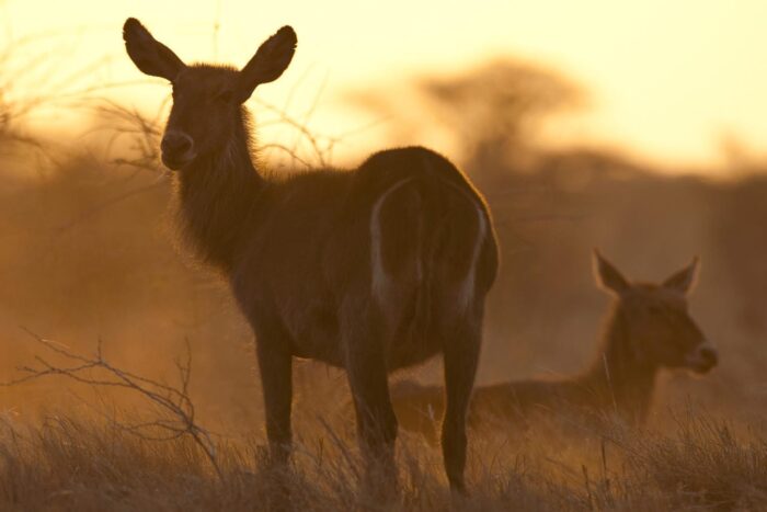 Cedarberg Travel | Offbeat Meru Camp