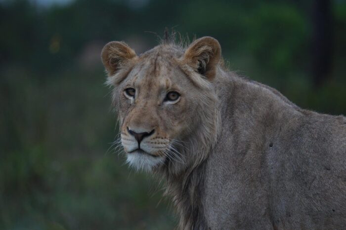 Cedarberg Travel | Pumba Msenge Bush Lodge