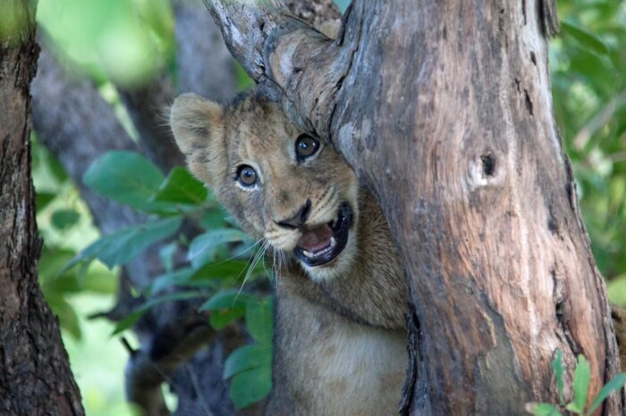 Cedarberg Travel | Rhino Ridge Safari Lodge