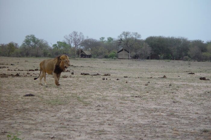 Cedarberg Travel | Rhino Walking Safaris at Plains Camp