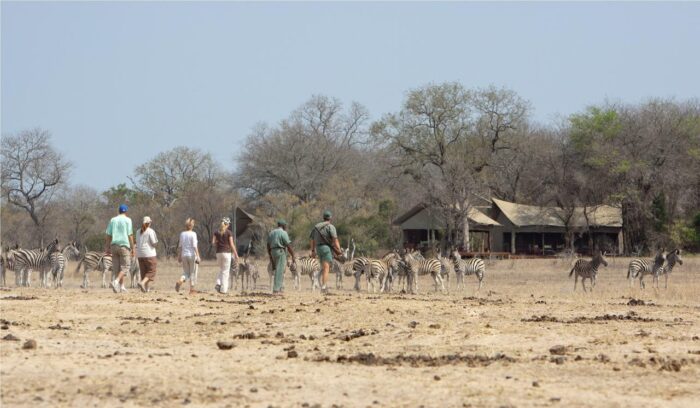 Cedarberg Travel | Rhino Walking Safaris at Plains Camp