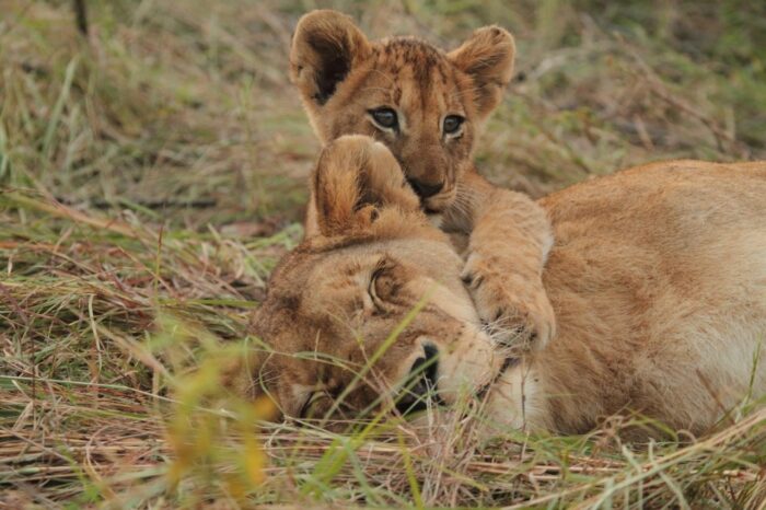 Cedarberg Travel | Savanna Private Game Reserve