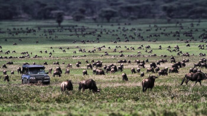 Cedarberg Travel | Alex Walker's Serian - Serengeti Mobile Camp