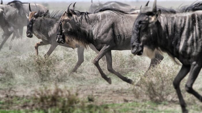 Cedarberg Travel | Alex Walker's Serian - Serengeti Mobile Camp