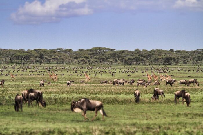 Cedarberg Travel | Alex Walker's Serian - Serengeti Mobile Camp