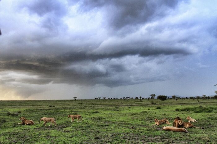 Cedarberg Travel | Alex Walker's Serian - Serengeti Mobile Camp