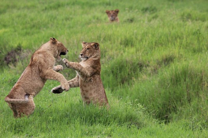 Cedarberg Travel | Alex Walker's Serian - Serengeti Mobile Camp