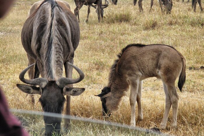 Cedarberg Travel | Alex Walker's Serian - Serengeti Mobile Camp