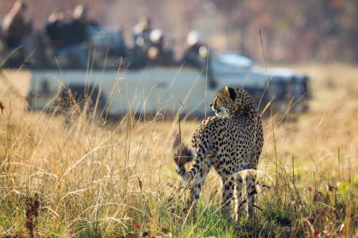Cedarberg Travel | Shumba Camp