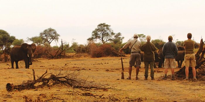 Cedarberg Travel | Somalisa Acacia Camp