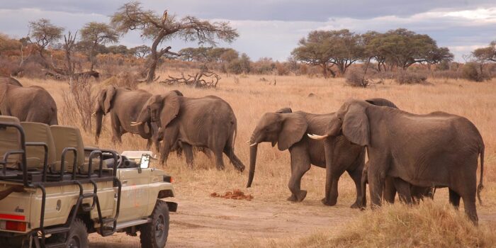 Cedarberg Travel | Somalisa Acacia Camp