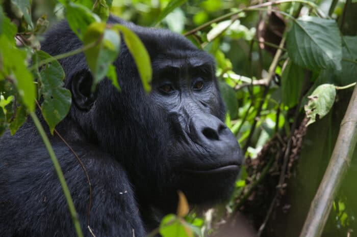 Cedarberg Travel | Clouds Mountain Gorilla Lodge