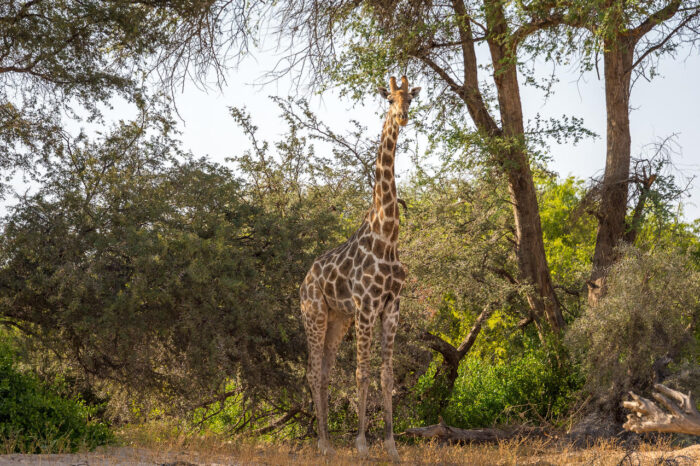 Cedarberg Travel | Damaraland Camp