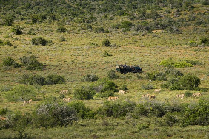 Cedarberg Travel | Kwandwe Great Fish River Lodge