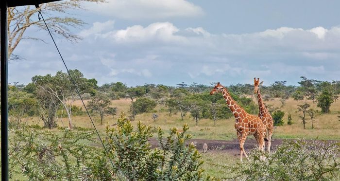 Cedarberg Travel | Porini Rhino Camp